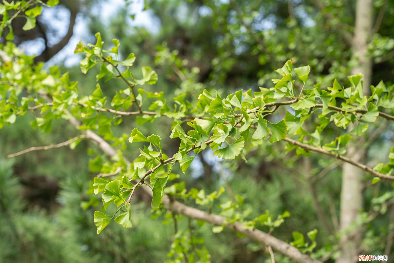 银杏树种类及特点 银杏树的特点是什么,怎么种植