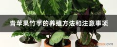 青苹果竹芋怎么养殖方法 青苹果竹芋的养殖方法和注意事项