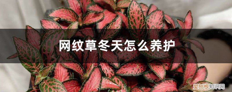 网纹草冬天怎么养护视频 网纹草冬天怎么养护