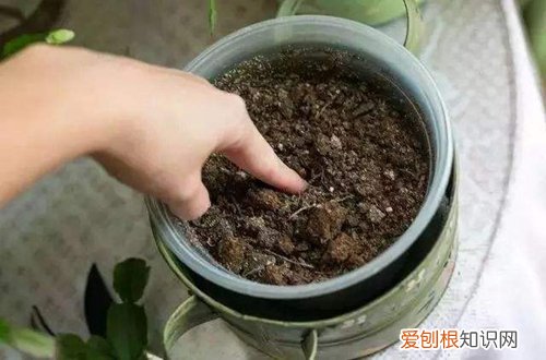 在家怎么自制花肥 自制花肥有哪些技巧(图）