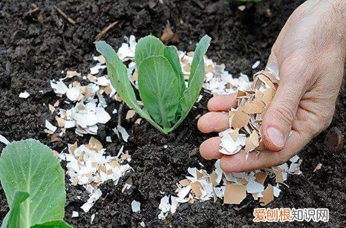 在家怎么自制花肥 自制花肥有哪些技巧(图）