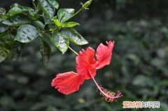 图 花期长又好养的花卉有哪些(花期长好看又好养的花有哪些)