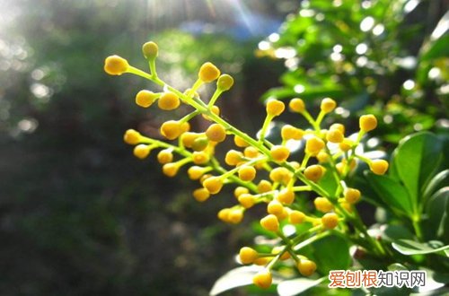 图 花期长又好养的花卉有哪些(花期长好看又好养的花有哪些)