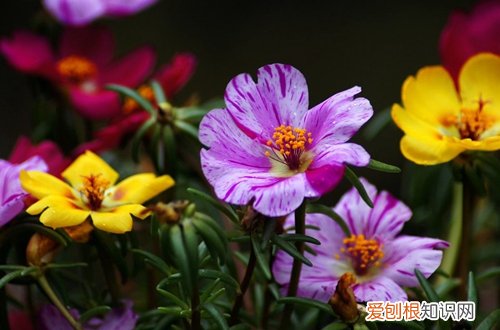 图 花期长又好养的花卉有哪些(花期长好看又好养的花有哪些)