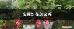 宝莲灯花怎么养殖方法 宝莲灯花怎么养