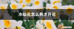 水仙花怎么养才开花,水仙花的花期多长 水仙花怎么养才开花，水仙花的花期