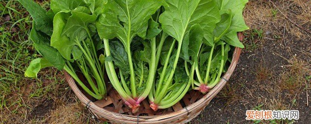 菠菜可以跟螃蟹一起吃吗? 菠菜能和螃蟹一起吃吗