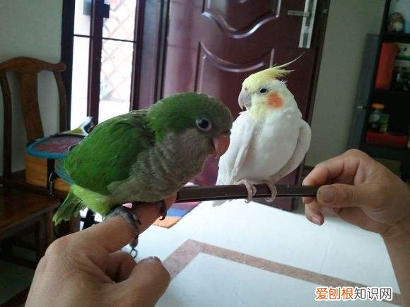 蓝和尚鹦鹉怎么看年龄，蓝和尚鹦鹉大小
