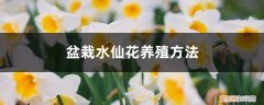 家养水仙花怎么种植方法 盆栽水仙花养殖方法，水仙花能在室内养吗