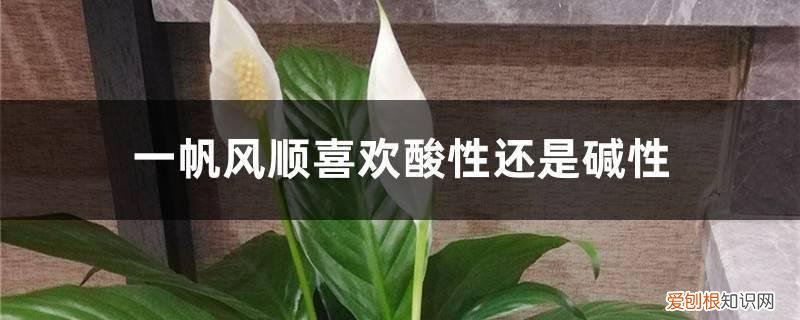 一帆风顺盆栽耐寒吗 一帆风顺喜欢酸性还是碱性，一帆风顺能在北方养吗