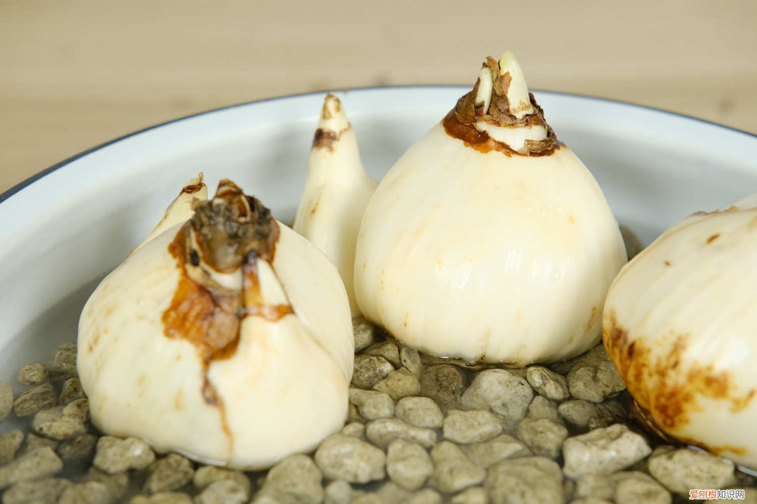 冬天养水仙花注意事项 盆栽水仙花如何过冬,水仙花冬天会被冻死吗