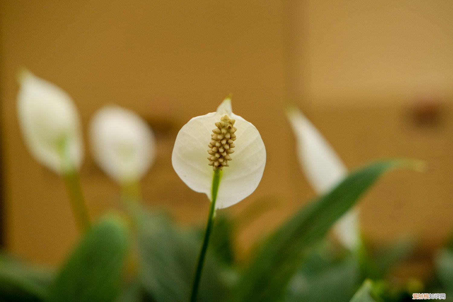 一帆风顺花怎么养叶子黄了 刚买回来的一帆风顺花该怎么换盆，换盆后有黄叶正常吗