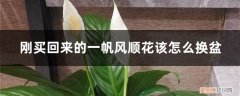 一帆风顺花怎么养叶子黄了 刚买回来的一帆风顺花该怎么换盆，换盆后有黄叶正常吗