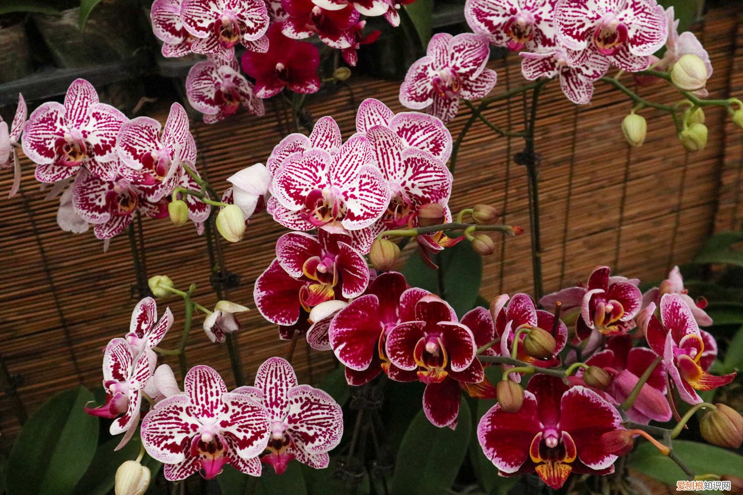 蝴蝶兰一年开几次花? 蝴蝶兰能活几年，蝴蝶兰能开几次花