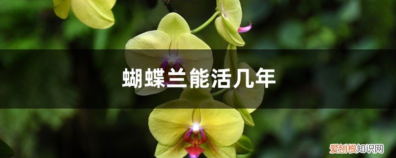 蝴蝶兰一年开几次花? 蝴蝶兰能活几年，蝴蝶兰能开几次花