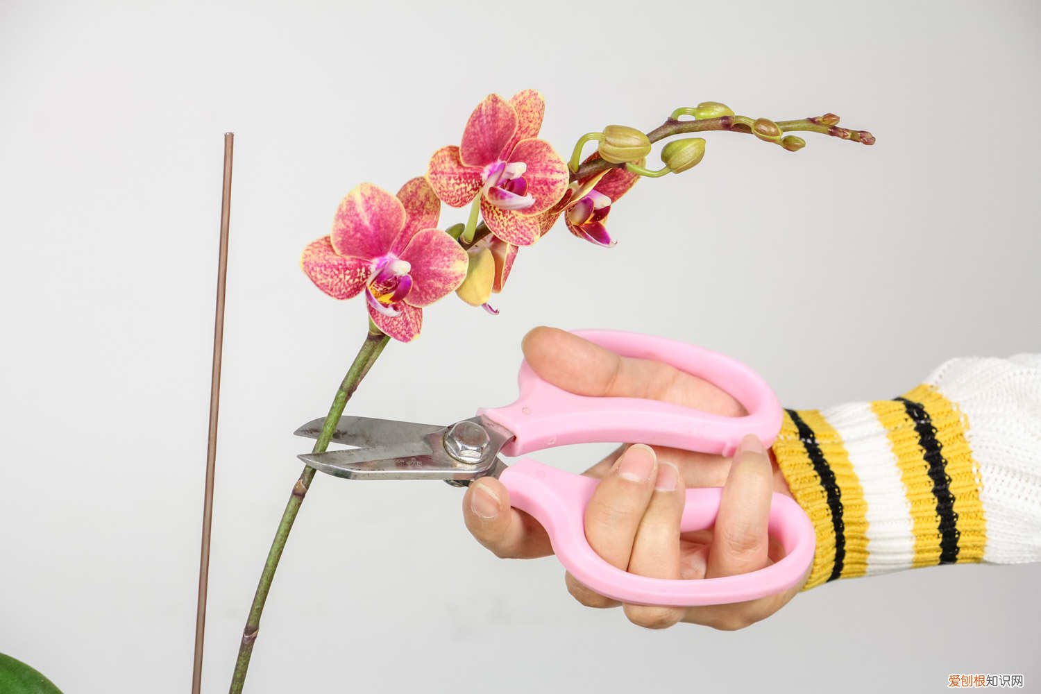 冬天怎么给蝴蝶兰浇水 蝴蝶兰冬季怎么浇水，怎么保温