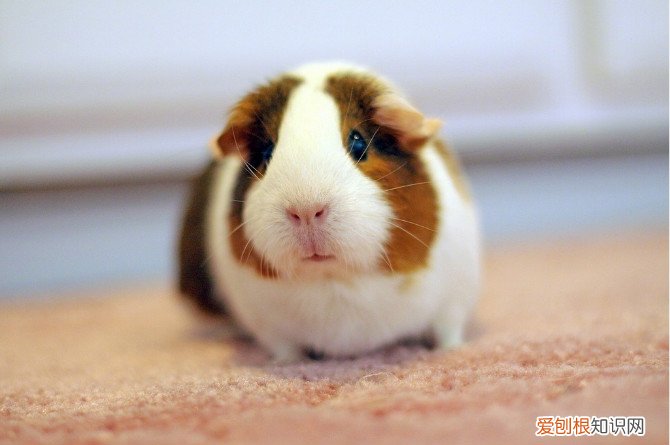 怎么辨别豚鼠真死假死，豚鼠是真的假的