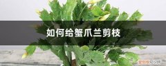 如何给蟹爪兰剪枝,修剪后怎么养护好 如何给蟹爪兰剪枝，修剪后怎么养护