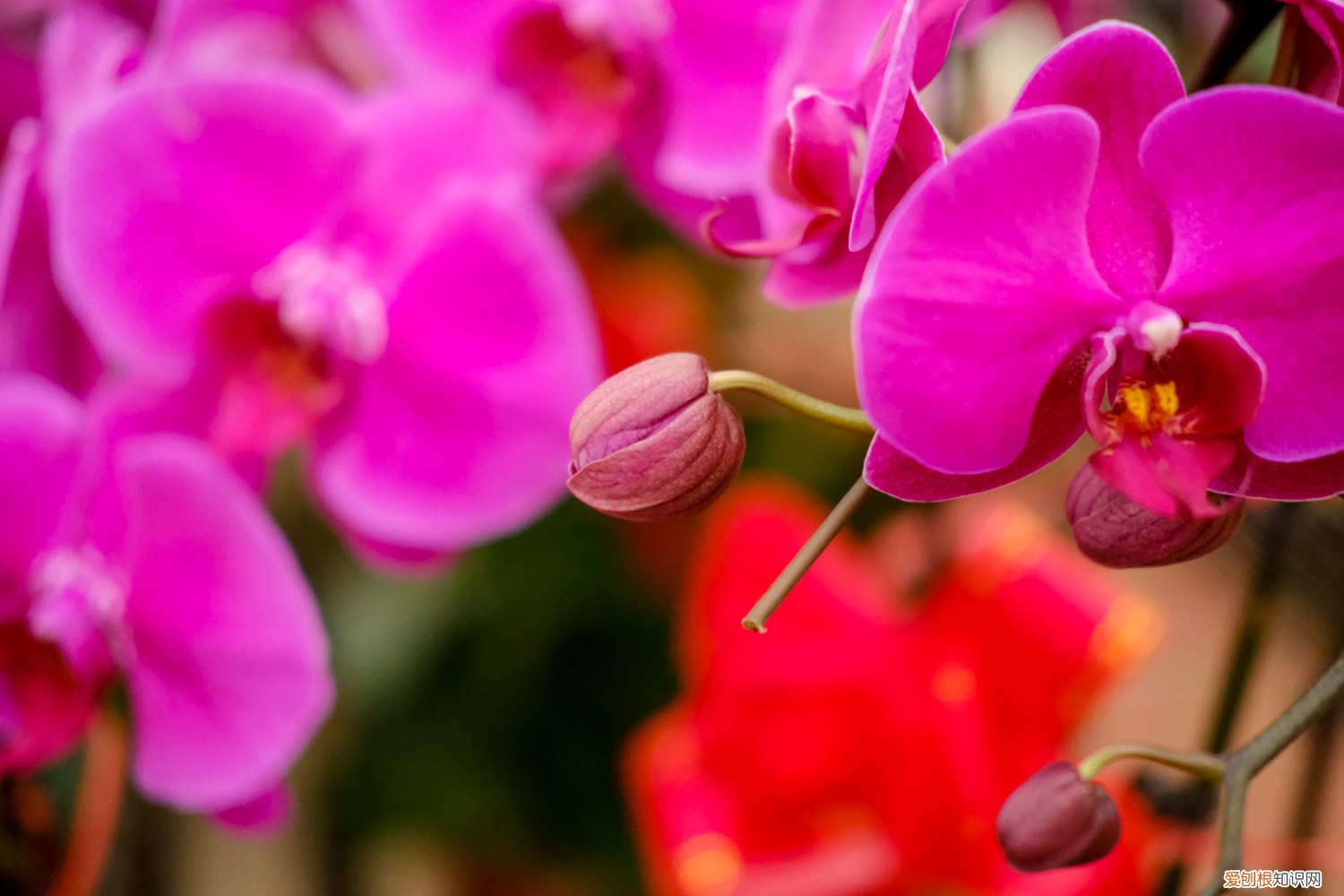 蝴蝶兰夏天能不能放在太阳下晒 蝴蝶兰夏季可以放在阳台吗，蝴蝶兰夏季怎么管理