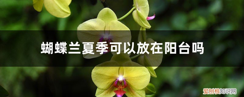 蝴蝶兰夏天能不能放在太阳下晒 蝴蝶兰夏季可以放在阳台吗，蝴蝶兰夏季怎么管理
