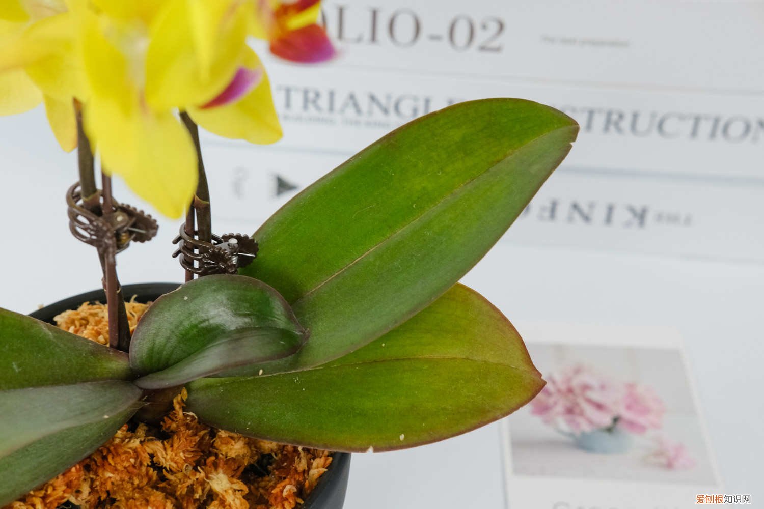 蝴蝶兰夏天能不能放在太阳下晒 蝴蝶兰夏季可以放在阳台吗，蝴蝶兰夏季怎么管理