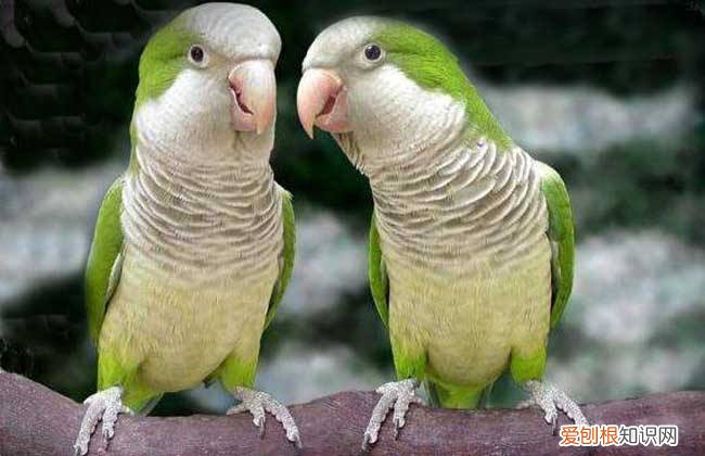 和尚鹦鹉的价格