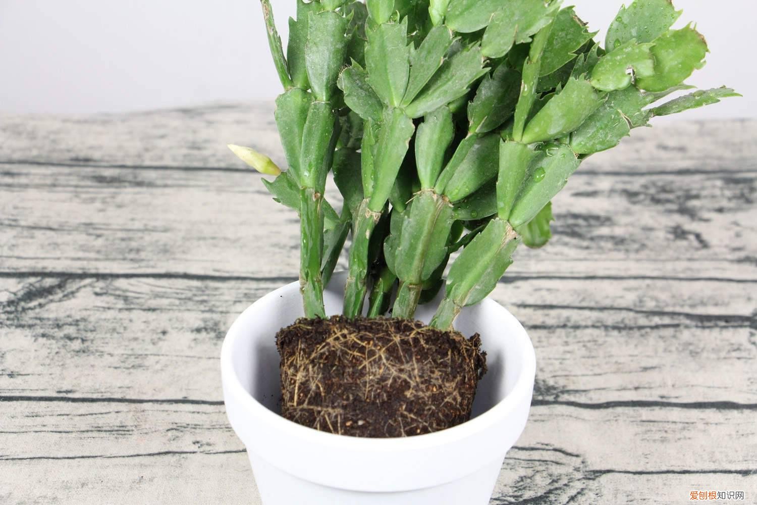 花卉蟹爪兰什么时候开花 蟹爪兰开花期间的养护，开花时间