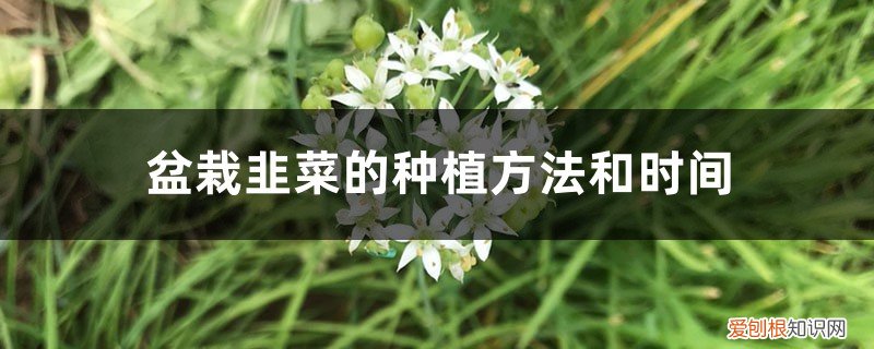 盆栽韭菜种植时间及方法 盆栽韭菜的种植方法和时间，是不是每年换一次土