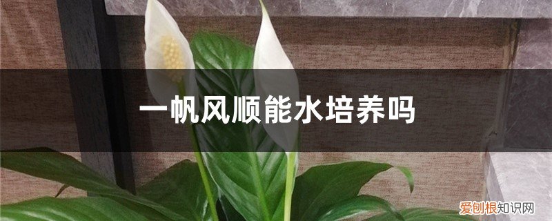 水栽培一帆风顺怎么养 一帆风顺能水培养吗，水培养护方法