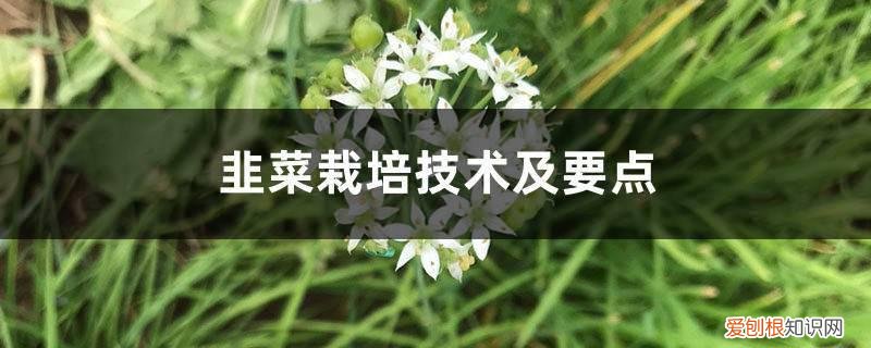 韭菜种植方法与时间 韭菜栽培技术及要点，韭菜栽培时间