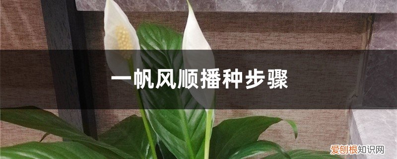 一帆风顺花怎么繁殖一帆风顺花插枝能活吗 一帆风顺播种步骤，一帆风顺其他的繁殖方法