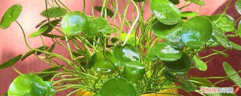 金钱草怎么养殖方法和注意事项 金钱草养护技巧，金钱草如何繁殖