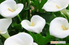 花卉马蹄莲的栽培技术 白花马蹄莲怎么栽培