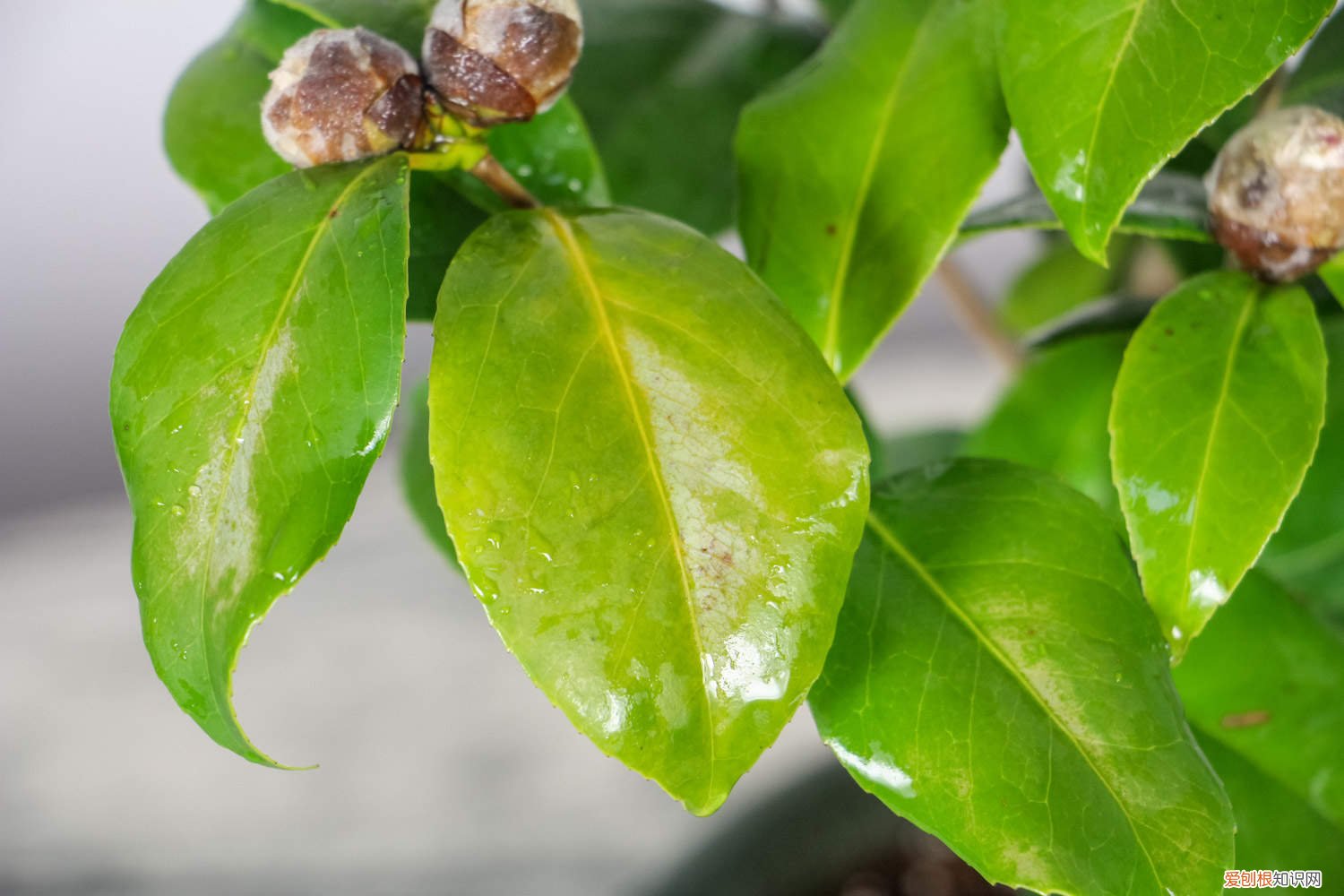 茶花什么时候修剪? 茶花什么时候修剪，茶花修剪时间和方法