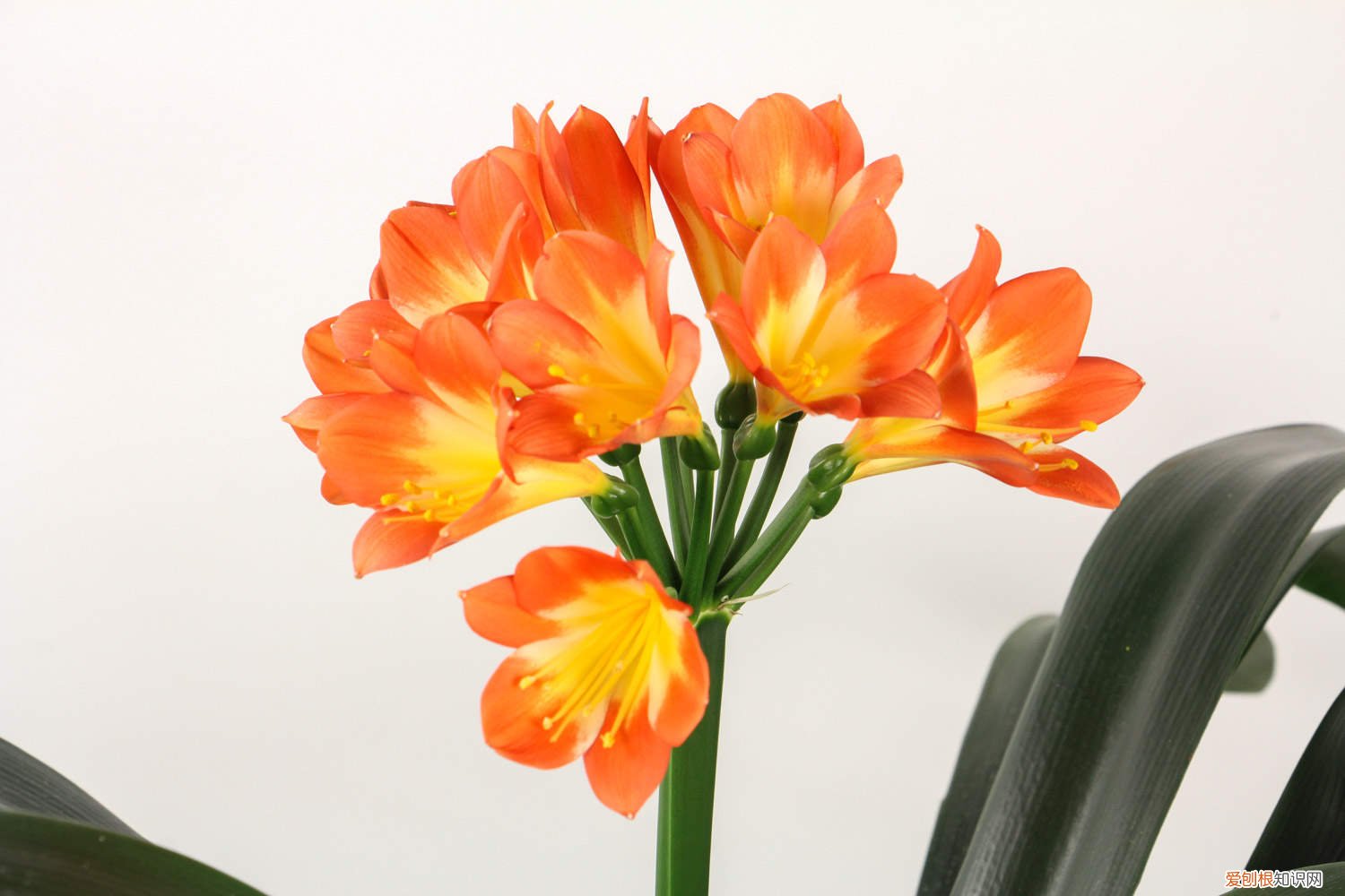 君子兰能放在卧室里养吗 君子兰可以放卧室里养吗