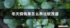 冬季铜钱草怎么养 冬天铜钱草怎么养比较茂盛