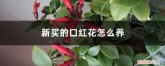 新买的口红花怎么养活 新买的口红花怎么养