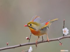 七彩相思鸟怎么饲养好，七彩相思鸟怎么饲养好看