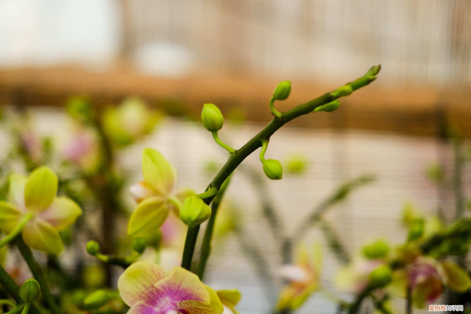 蝴蝶兰花期过后施什么肥 蝴蝶兰花期什么时候，蝴蝶兰花期可以施肥吗