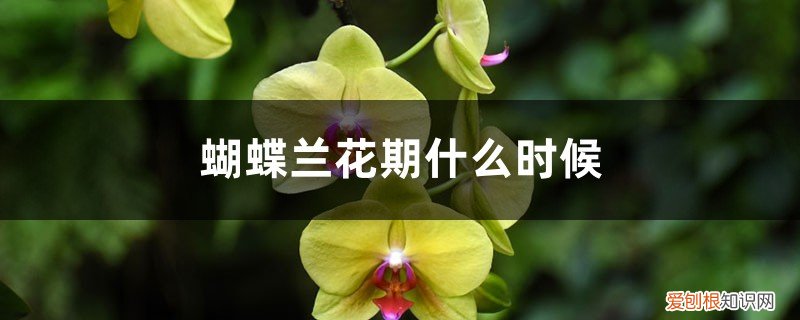 蝴蝶兰花期过后施什么肥 蝴蝶兰花期什么时候，蝴蝶兰花期可以施肥吗