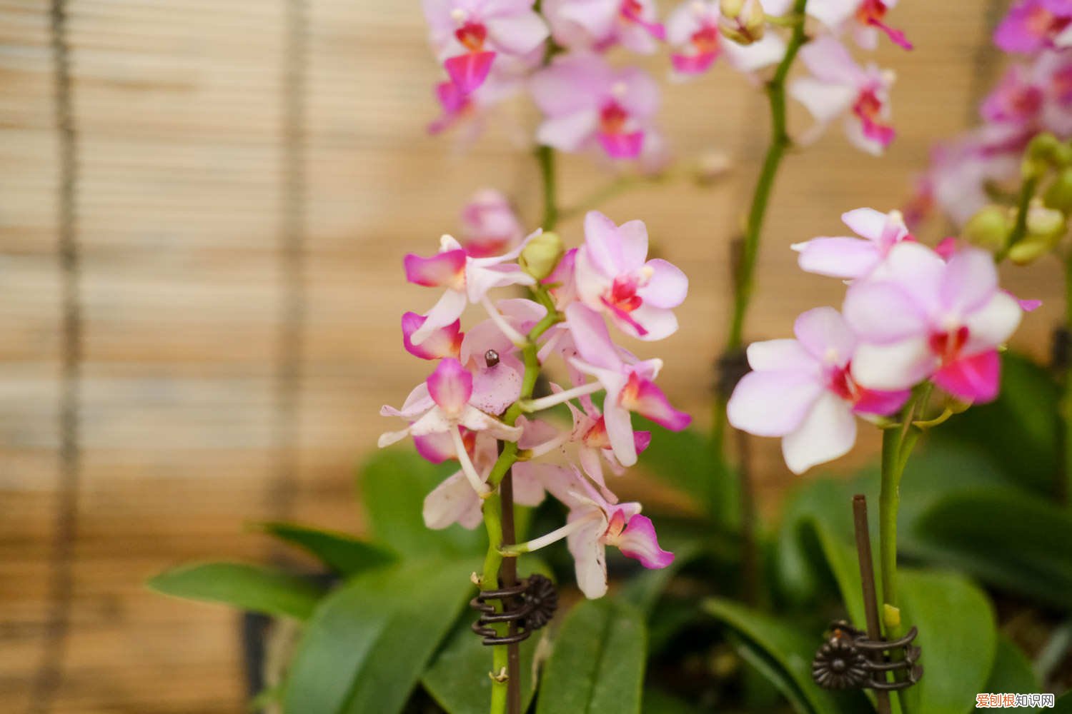 蝴蝶兰花期的养护 蝴蝶兰花期多长，蝴蝶兰花期养护