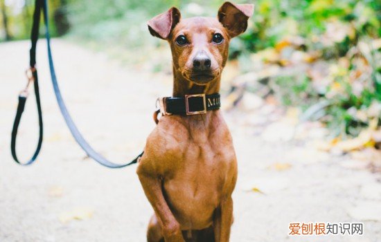 小鹿犬狗粮一般要泡多久 小鹿犬吃狗粮要泡吗