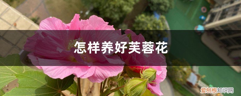 怎样养好芙蓉花盆栽 怎样养好芙蓉花