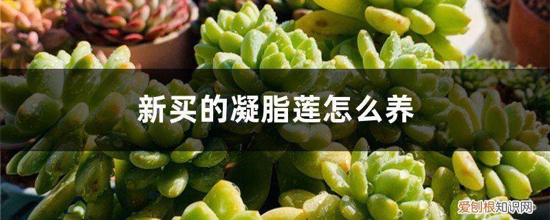 多肉植物凝脂莲怎么养 新买的凝脂莲怎么养