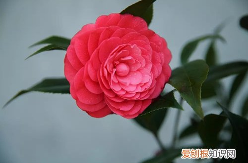 六 年销花之黄金果、茶花、催花牡丹的选购与养护技巧