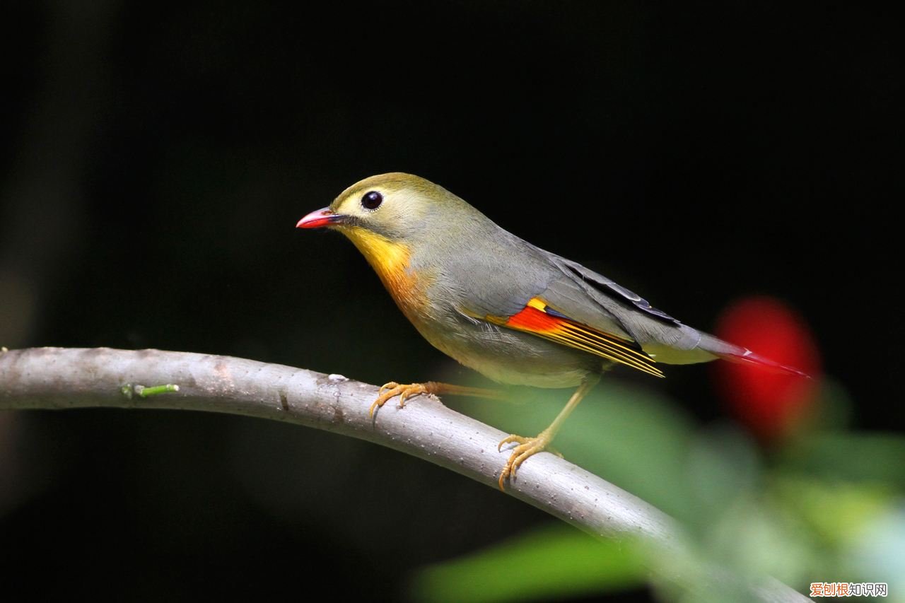 相思鸟好养吗，相思鸟好养吗吃什么食物