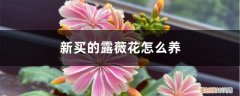 露薇花可以露养吗 新买的露薇花怎么养