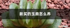 绿玉扇怎么养 新买的玉扇怎么养