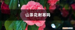 山茶花耐寒吗,山茶花耐旱吗 山茶花耐寒吗，山茶花耐旱吗