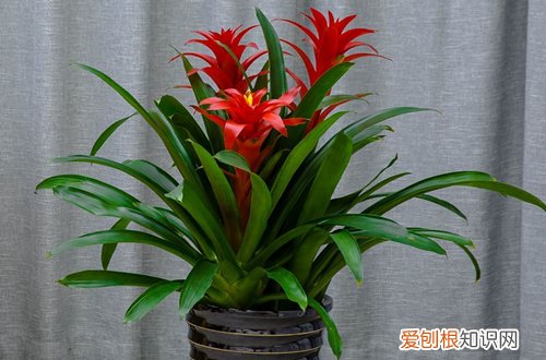 一 年宵花之水仙、大花蕙兰、凤梨的选购与养护(水培水仙花的花期)